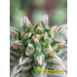 Молочай сосочковый вариегатный (Euphorbia mammillaris f. variegata 8065, эуфорбия маммилярис вариегата)