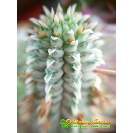 Молочай сосочковый вариегатный (Euphorbia mammillaris f. variegata 8065, эуфорбия маммилярис вариегата)