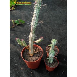 Молочай сосочковый вариегатный (Euphorbia mammillaris f. variegata 8065, эуфорбия маммилярис вариегата)