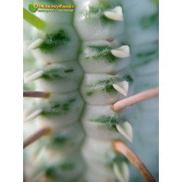 Молочай сосочковый вариегатный (Euphorbia mammillaris f. variegata 8065, эуфорбия маммилярис вариегата)
