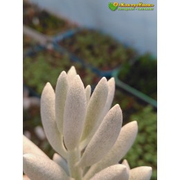 Черенок Крестовник Хаворта (senecio haworthii, сенецио хаворта)