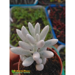 Черенок Крестовник Хаворта (senecio haworthii, сенецио хаворта)