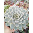 Эхеверия изящная (Echeveria elegans, эхеверия элеганс)