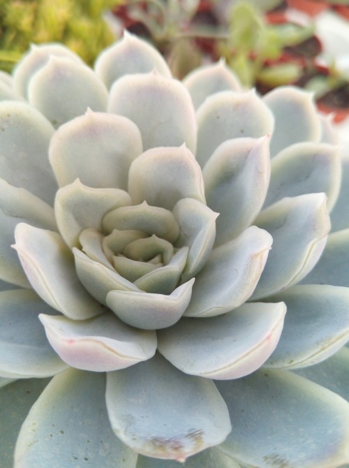 Эхеверия изящная (Echeveria elegans, эхеверия элеганс)