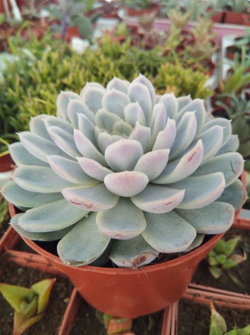 Эхеверия изящная (Echeveria elegans, эхеверия элеганс)