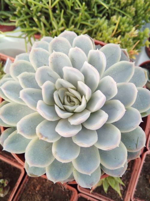 Эхеверия изящная (Echeveria elegans, эхеверия элеганс)