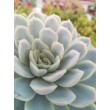 Эхеверия изящная (Echeveria elegans, эхеверия элеганс)