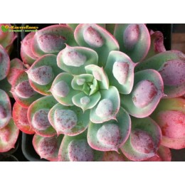 2 листовых черенка Эхеверия Рейндропс (Echeveria Raindrops)