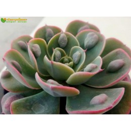 2 листовых черенка Эхеверия Рейндропс (Echeveria Raindrops)