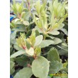 Черенок Каланхоэ “Уэнди” (Kalanchoe “Wendy”) 