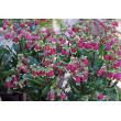 Черенок Каланхоэ “Уэнди” (Kalanchoe “Wendy”) 