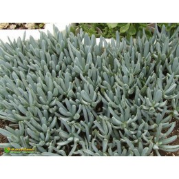 черенок Крестовник ползучий (senecio serpens, сенецио серпенс)