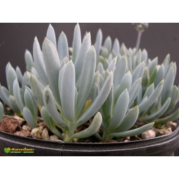 черенок Крестовник ползучий (senecio serpens, сенецио серпенс)