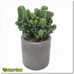 Цереус Паолина (Cereus peruvianus f. Paolina)