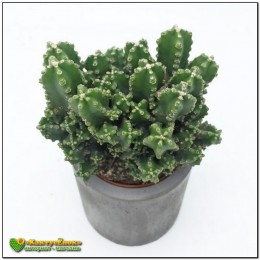 Цереус Паолина (Cereus peruvianus f. Paolina)