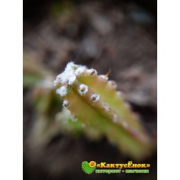Цереус Паолина (Cereus peruvianus f. Paolina)