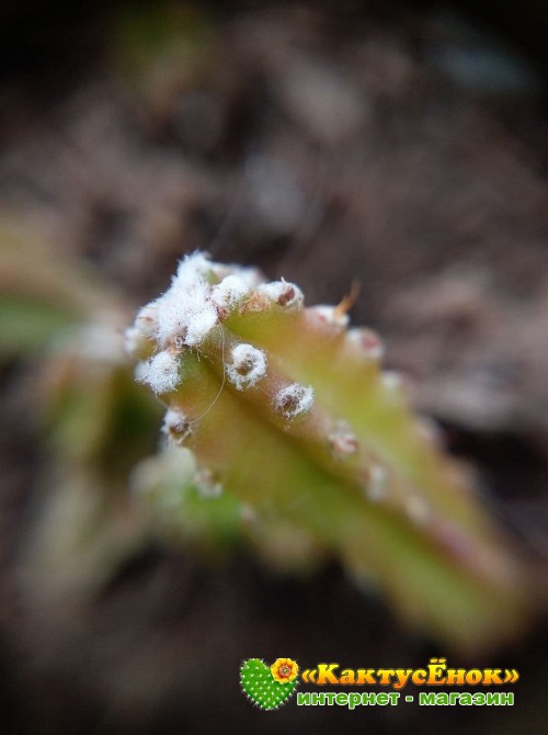 Цереус Паолина (Cereus peruvianus f. Paolina) 