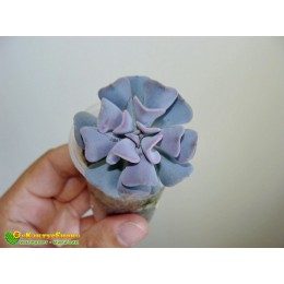 2 листовых черенка Эхеверия Кубик Фрост (Echeveria Cubic Frost)