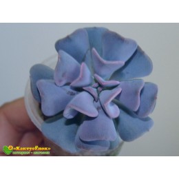 2 листовых черенка Эхеверия Кубик Фрост (Echeveria Cubic Frost)