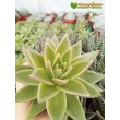 Эхеверия агавовидная (Echeveria agavoides, эхеверия агавоидес)