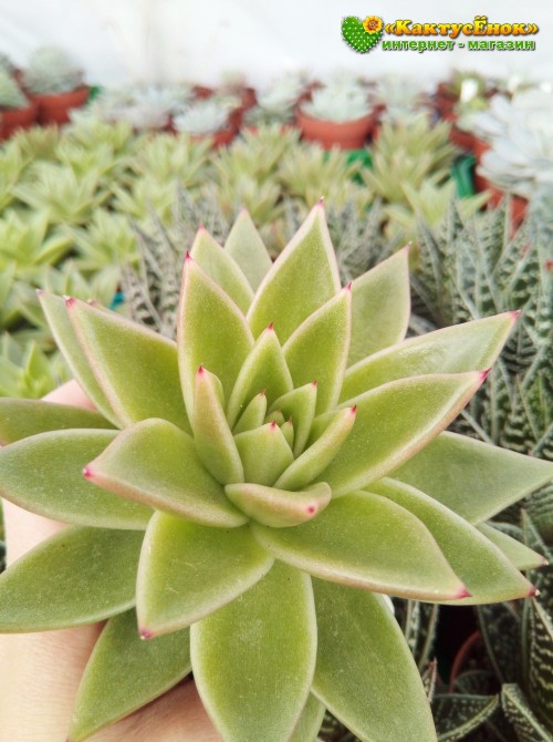 Эхеверия агавовидная (Echeveria agavoides, эхеверия агавоидес)