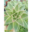 Эхеверия агавовидная (Echeveria agavoides, эхеверия агавоидес)