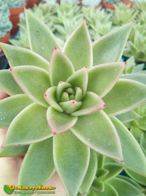 Эхеверия агавовидная (Echeveria agavoides, эхеверия агавоидес)