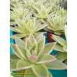 Эхеверия агавовидная (Echeveria agavoides, эхеверия агавоидес)