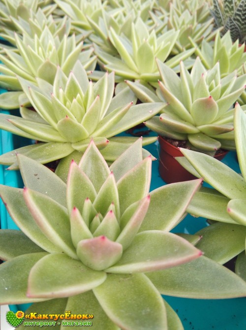 Эхеверия агавовидная (Echeveria agavoides, эхеверия агавоидес)