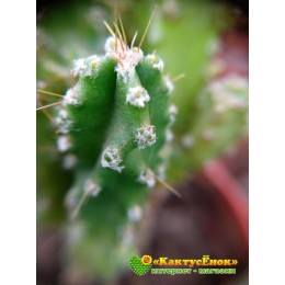 Черенок Цереус Паолина (Cereus peruvianus f. Paolina)