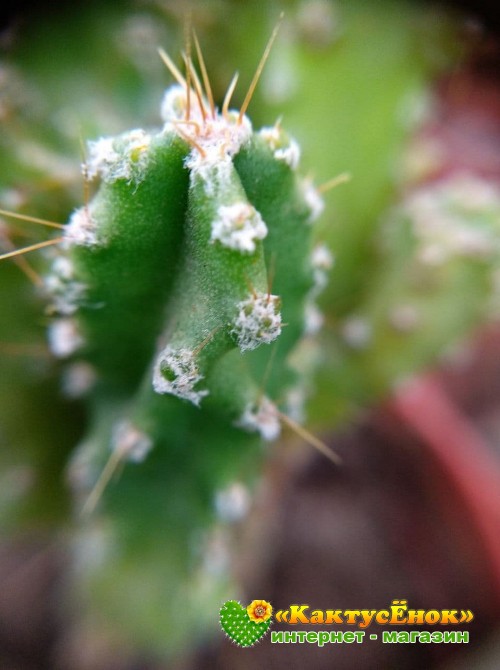 Черенок Цереус Паолина (Cereus peruvianus f. Paolina) 