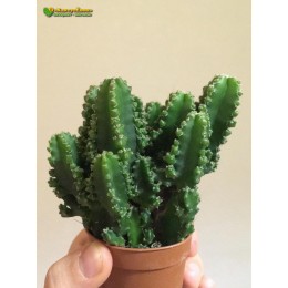 Черенок Цереус Паолина (Cereus peruvianus f. Paolina)