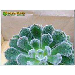 Эхеверия Атласная (Echeveria cv. bombycina, эхеверия бомбицина, Echeveria setosa X Echeveria pulvinata)