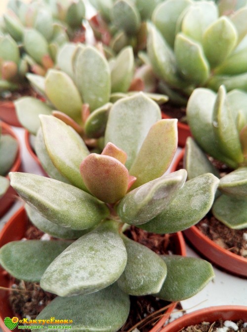 Адромискус Клавифолиус (adromischus clavifolius)