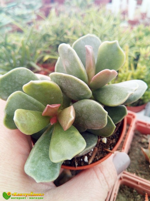 Адромискус Клавифолиус (adromischus clavifolius)