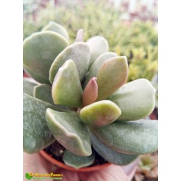 Черенок Адромискус Клавифолиус (adromischus clavifolius)