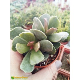 Черенок Адромискус Клавифолиус (adromischus clavifolius)