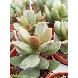 Черенок Адромискус Клавифолиус (adromischus clavifolius)