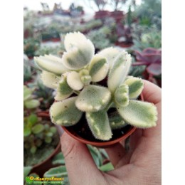 Черенок Котиледон войлочный вариегатный (Cotyledon tomentosa variegata, котиледон томентоза вариегата)
