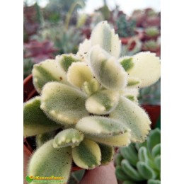 Черенок Котиледон войлочный вариегатный (Cotyledon tomentosa variegata, котиледон томентоза вариегата)