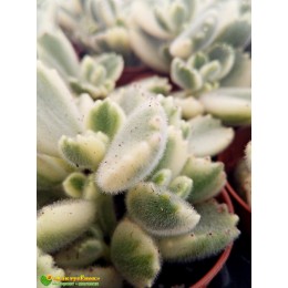 Черенок Котиледон войлочный вариегатный (Cotyledon tomentosa variegata, котиледон томентоза вариегата)