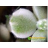 Черенок Котиледон войлочный вариегатный (Cotyledon tomentosa variegata, котиледон томентоза вариегата)