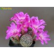 Сулькоребуция Таратенсис (sulcorebutia taratensis var. minima)