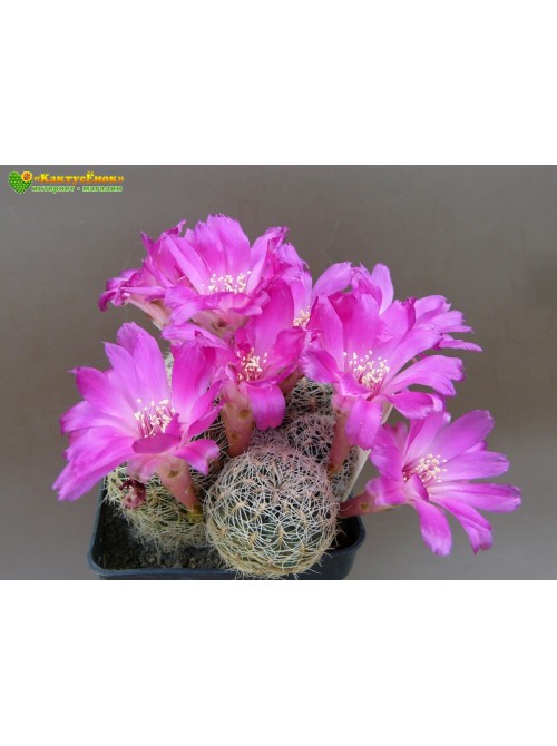 Сулькоребуция Таратенсис (sulcorebutia taratensis var. minima)