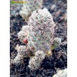 Сулькоребуция Таратенсис (sulcorebutia taratensis var. minima)