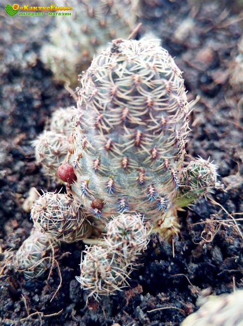 Сулькоребуция Таратенсис (sulcorebutia taratensis var. minima)