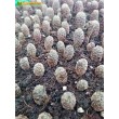 Сулькоребуция Таратенсис (sulcorebutia taratensis var. minima)