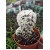 Маммиллярия культивар "Снежный шар" (Mammillaria vetula subs. gracilis cv. Arizona Snowcap)
