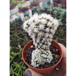 Маммиллярия культивар "Снежный шар" (Mammillaria vetula subs. gracilis cv. Arizona Snowcap)
