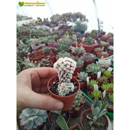 Маммиллярия культивар "Снежный шар" (Mammillaria vetula subs. gracilis cv. Arizona Snowcap)